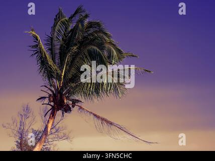 Dramatic tropical scene with palm leaves silhouetted against gradient sky. Warm golden light highlights frond edges while deep purple dominates upper Stock Photo