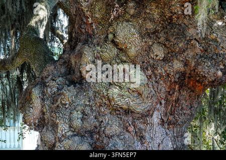 The massive, knotted and burled trunk of an ancient live oak (Quercus virginiana), its deeply furrowed bark patched with lichen and fern, rises beneath Spanish moss at McLeod Plantation Historic Site on James Island in Charleston, South Carolina, USA. Stock Photo