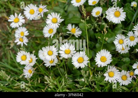 A close-up top-down view captures a cluster of common daisies in full bloom. The thin white petals surround vibrant yellow centers, emerging from the Stock Photo