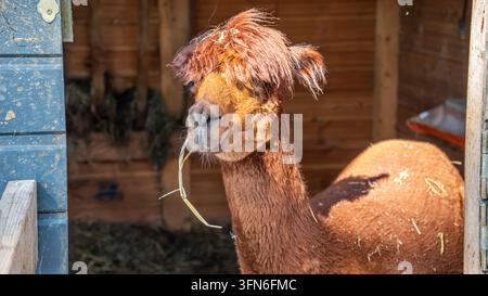 Close Up of a Llama in an Animal Enclosure Stock Photo