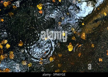 Close-up view of raindrops creating ripples in autumn puddle with floating yellow leaves on dark wet pavement Stock Photo