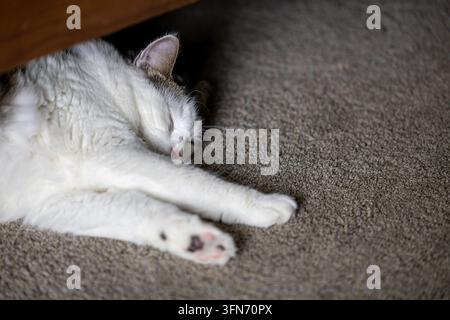 White and gray domestic cat sleeping peacefully on a carpeted floor beneath furniture, with its front legs stretched forward and open copy space to th Stock Photo