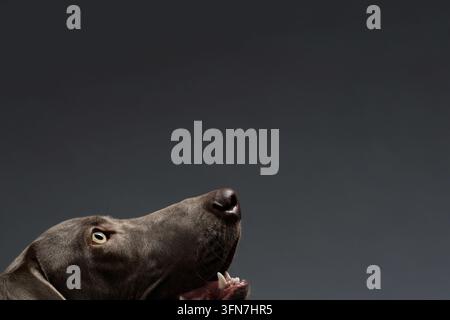 Weimaraner dog peeking from bottom of frame in profile, looking up with open mouth showing teeth, gray gradient background, large copy space above, sm Stock Photo
