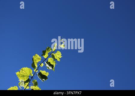 single grapevine and blue sky - minimalist background for farming or winemaking illustration Stock Photo