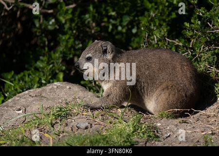 Rock hyrax portrait posing through the rocks in Hermanus. Full body details visible and funny rounded shape. Side view profile Stock Photo