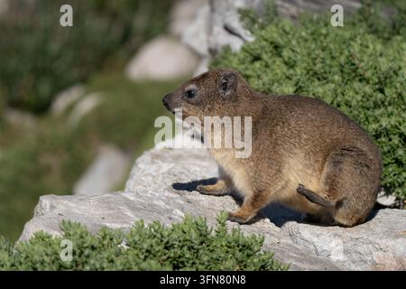 Rock hyrax portrait posing through the rocks in Stony Point, South African close to Cape Town, side view profile Stock Photo