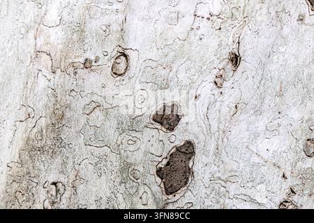 Close-up view of the intricate, mottled texture and unique patterns of a 300yo plane tree, Platanus acerifolia, mislabelled as sycamore, Mitropolita S Stock Photo