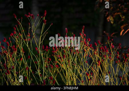 Sanguisorba officinalis ‘Arnhem’, great burnet, with numerous dark burgundy-red bottlebrush flower heads. Stock Photo
