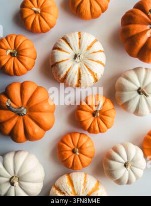 Colorful mini pumpkins arranged in a flat lay on white background Stock Photo
