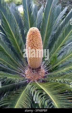 The Large Central Male Pollen Cone of a Japanese Sago Palm (Cycas Revoluta) grown in a Greek Country Garden, Katelios, Kefalonia, Greece, EU Stock Photo