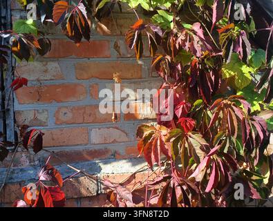 Colorful Red Virginia Creeper Leaves Growing Across Rustic Brick Wall Stock Photo