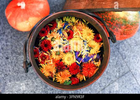 Freshly picked flowers heads in old cauldron in water, top view. Witch's youth potion with boil flowerheads, herbs in ancient metal kettle in autumn y Stock Photo