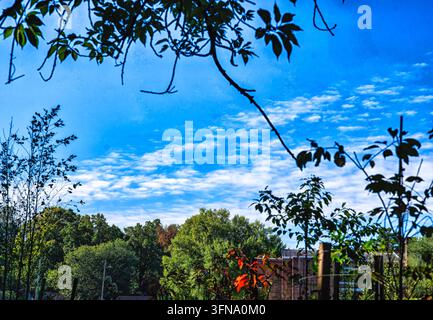 A vibrant blue sky filled with scattered, patchy clouds framed by tree branches and green foliage at the bottom and top Stock Photo
