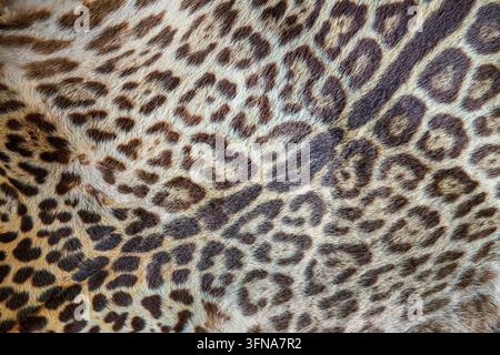 Close up photo of a real leopard skin rug, leopard fur pattern and texture with spots Stock Photo