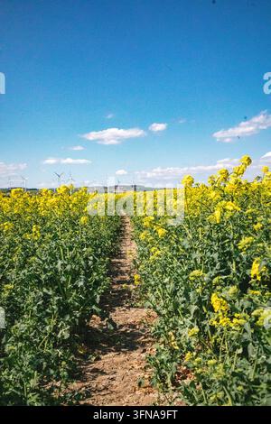 View of a vibrant yellow rapeseed field with a dirt path leading through the center towards wind turbines under a clear blue sky in Kelberg, Rhineland Stock Photo