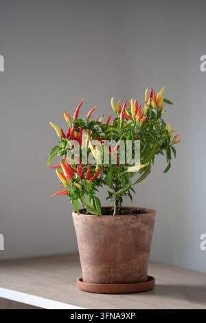 Dwarf indoor chili pepper grows colorful red fruit in terracotta pot on apartment shelf indoors. Stock Photo