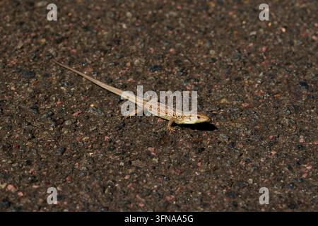 A small sand lizard is basking on the dark asphalt under the bright rays of the sun. Stock Photo
