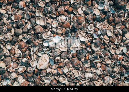 Dense layer of thousands of small, brown and white clam shells washed up on a shore. Top down. Stock Photo