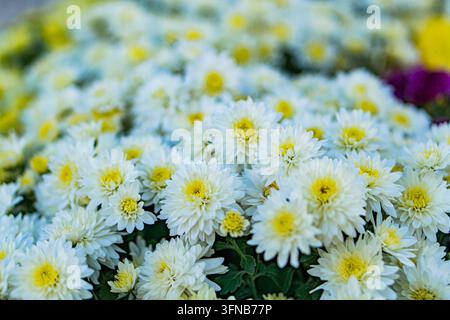 Close-up aerial view of a vibrant, textured floral display White and yellow flowers dominate purple accents in top right Fresh, lively atmosphere Stock Photo