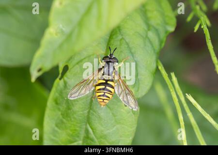 Cautious hoverfly (Chrysotoxum cautum) resting on a green leaf, showing distinctive yellow and black abdominal markings and transparent wings Stock Photo