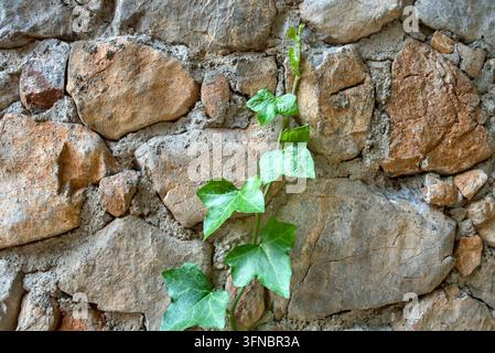 Green Ivy Plant Growing Vertically on Rough Natural Stone Wall Background Stock Photo