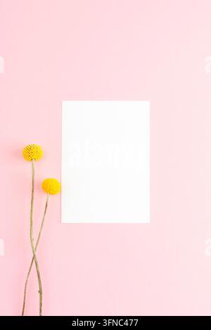 Yellow craspedia flowers beside a blank white card on a pink textured background. Top view, flat lay, mockup. Stock Photo