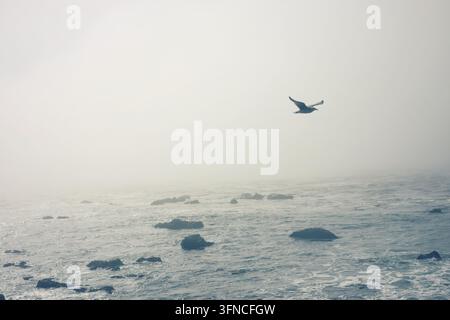 Lone Seabird Soaring Through Thick Coastal Fog Over Rocky Ocean Waters Stock Photo