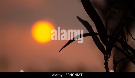 Golden Sun Silhouette Behind Tropical Plant Leaves Stock Photo