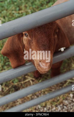 Vertical portrait of a brown goat with long floppy ears and a white ear tag Stock Photo