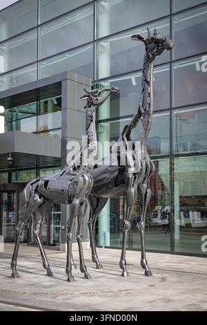 Edinburgh, Scotland - "Dreaming Spires," a pair of scrap metal giraffe sculptures named Martha and Gilbert outside the Omni Centre in Edinburgh. Stock Photo