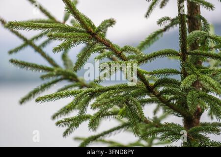 Close up of rain drops on green pine needles in forest in mountains Alps Austria, nature concept Stock Photo