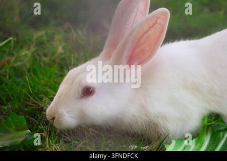 Curious White Rabbit Peeking Out from Behind a Mesh Barrier. A close-up profile shot of an inquisitive white albino bunny sniffing. Stock Photo