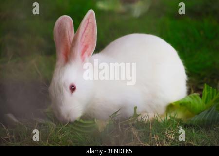 Inquisitive Farm Bunny Interacting Through an Enclosure Grid. A bright white rabbit with distinct ruby-red eyes looks upward toward a wooden support. Stock Photo