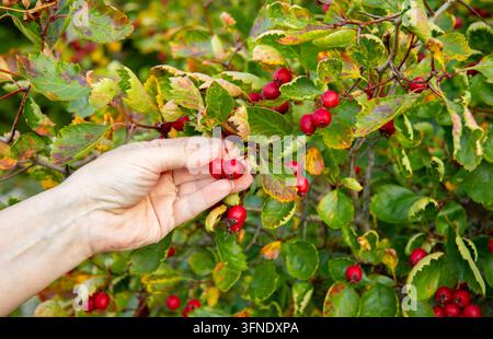 Close up view of woman hand picking red ripe Crataegus monogyna, known as common hawthorn or single-seeded hawthorn berries. Stock Photo
