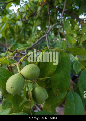 Unripe Green Walnuts Growing on Tree Branch with Leaves Stock Photo