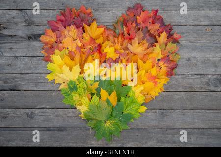 Heart-shaped autumn leaves rest on weathered wood. Bright greens fade to fiery reds, yellows, oranges. Natural beauty suggests warmth, love, and chang Stock Photo