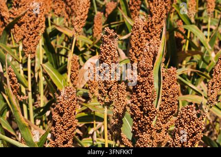 Detailed view of ripe brown sorghum grain heads growing on green stalks in an agricultural field. Stock Photo