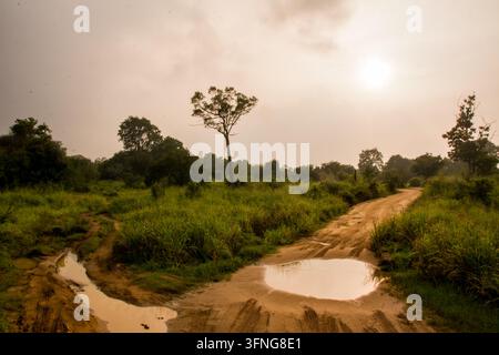 Sunlit Dirt Road in reserve of Minneriya Sri Lanka with Puddles After Rain Stock Photo