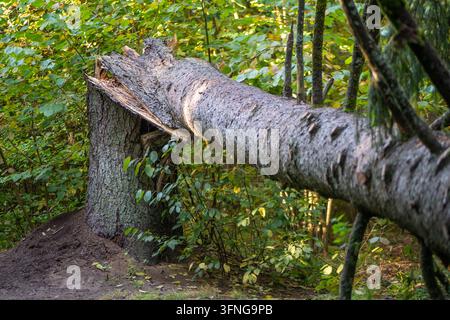 A fallen tree trunk is snapped and resting on its stump in a dense forest, showing splintered wood from storm damage or natural decay Stock Photo