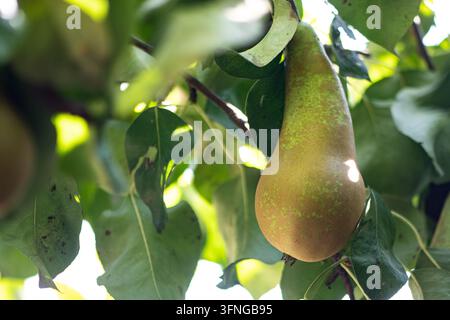 A fresh green and yellowish-brown pear ripening naturally on a branch in an outdoor orchard Stock Photo
