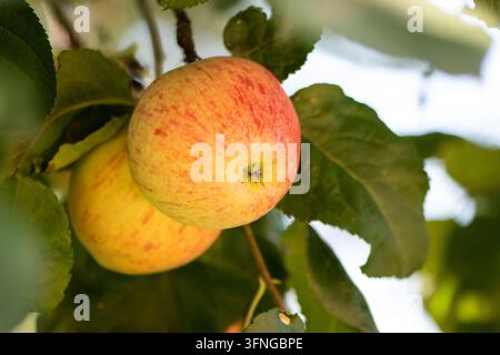 A bunch of fresh apples hanging on a tree branch surrounded by green leaves under daylight Stock Photo