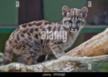 A spotted cougar cub sitting on a wooden branch while staring directly into the camera lens indoors. Stock Photo