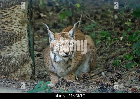 An Eurasian lynx crouched on ground soil next to a birch tree trunk, looking forward with tufted ears amidst scattered pine cones and green foliage. Stock Photo