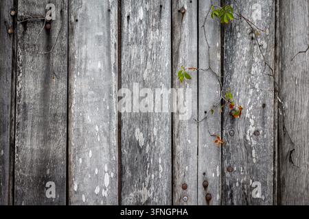 Old Weathered Gray Wooden Fence Planks with Ivy Vine and Rusty Nails – Rustic Grunge Wood Texture Background Stock Photo