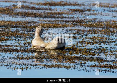 Harbor seal resting on its back in shallow sea water among floating brown seaweed, with blue water reflecting daylight at Ytri beach. Stock Photo