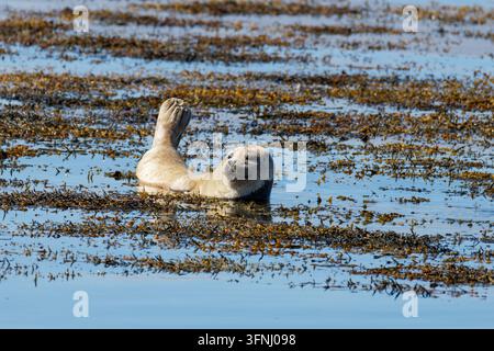 A curious seal floats in shallow coastal water covered with seaweed, raising one flipper above the calm blue surface on a sunny day at Ytri beach. Stock Photo