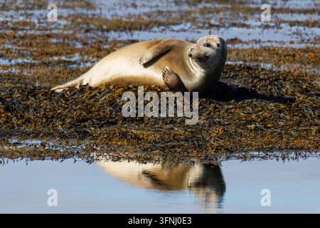 Young harbor seal resting on a seaweed-covered tidal shore beside calm water, with a clear reflection and soft natural coastal light at Ytri beach. Stock Photo
