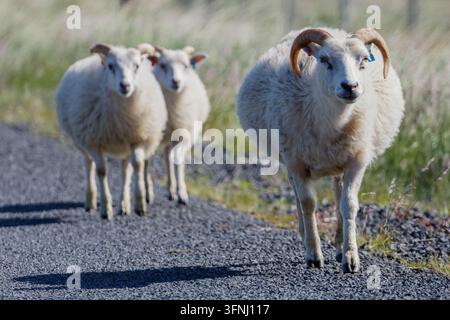 Three white sheep with curled horns stand on a gravel country road in iceland, with soft green grass and a blurred rural background in daylight. Stock Photo