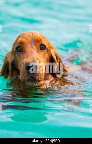 Close-up portrait of a wet golden retriever swimming in clear turquoise water, with gentle ripples surrounding its face and expressive eyes looking at Stock Photo