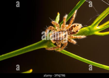 Close-up macro view of an Andalusian jumping spider perched on a bright green plant stem, showing its hairy body, striped markings, legs, and natural Stock Photo